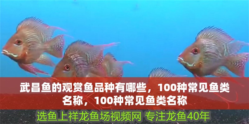武昌魚的觀賞魚品種有哪些，100種常見魚類名稱，100種常見魚類名稱