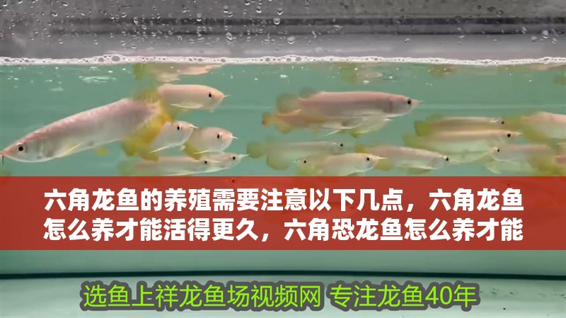 六角龍魚的養(yǎng)殖需要注意以下幾點(diǎn)，六角龍魚怎么養(yǎng)才能活得更久，六角恐龍魚怎么養(yǎng)才能活得久一些