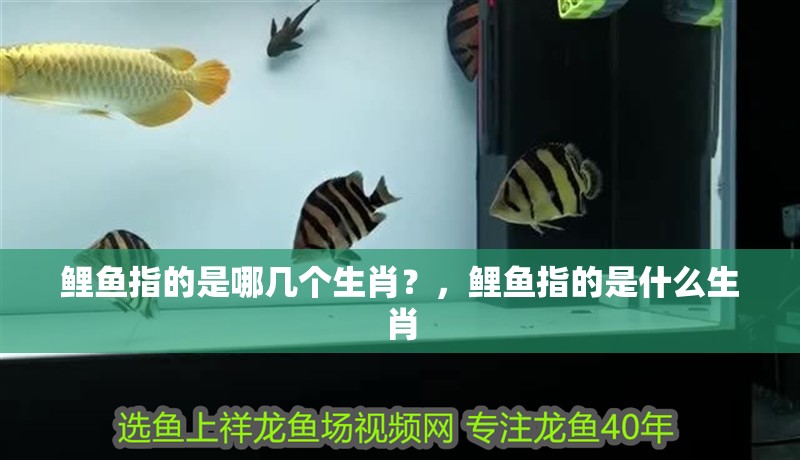 鯉魚指的是哪幾個生肖？，鯉魚指的是什么生肖