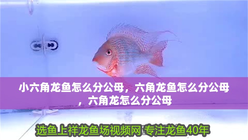 小六角龍魚怎么分公母，六角龍魚怎么分公母，六角龍怎么分公母