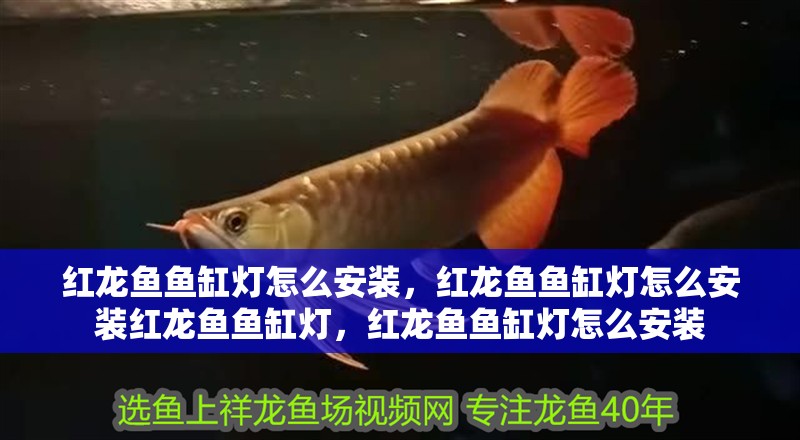 紅龍魚魚缸燈怎么安裝，紅龍魚魚缸燈怎么安裝紅龍魚魚缸燈，紅龍魚魚缸燈怎么安裝