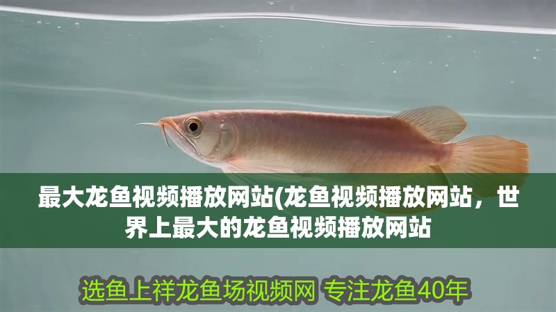 最大龍魚視頻播放網站(龍魚視頻播放網站，世界上最大的龍魚視頻播放網站