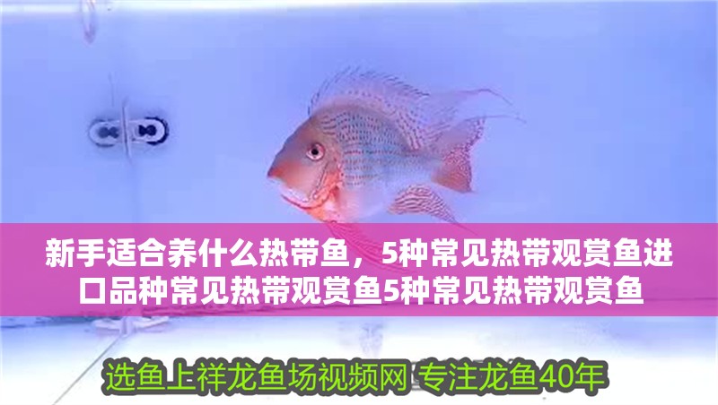 新手適合養什么熱帶魚，5種常見熱帶觀賞魚進口品種常見熱帶觀賞魚5種常見熱帶觀賞魚