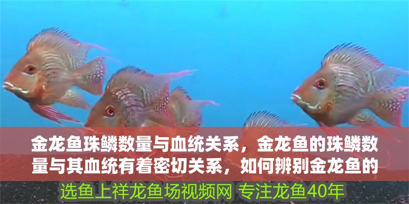 金龍魚珠鱗數量與血統關系，金龍魚的珠鱗數量與其血統有著密切關系，如何辨別金龍魚的血統