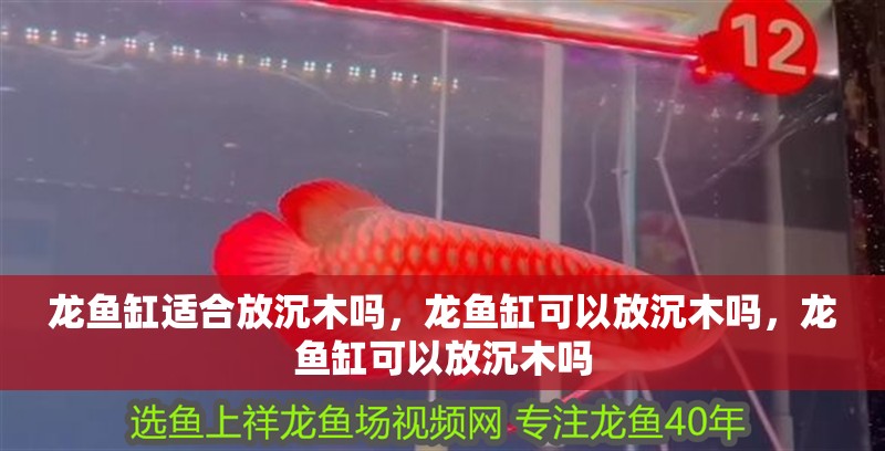 龍魚缸適合放沉木嗎，龍魚缸可以放沉木嗎，龍魚缸可以放沉木嗎 龍魚缸適合放沉木嗎，龍魚缸可以放沉木嗎，龍魚缸可以放沉木嗎 觀賞魚百科