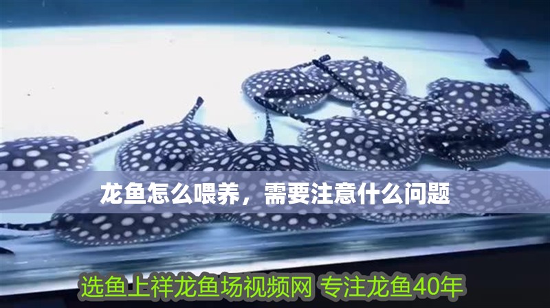 龍魚怎么喂養，需要注意什么問題