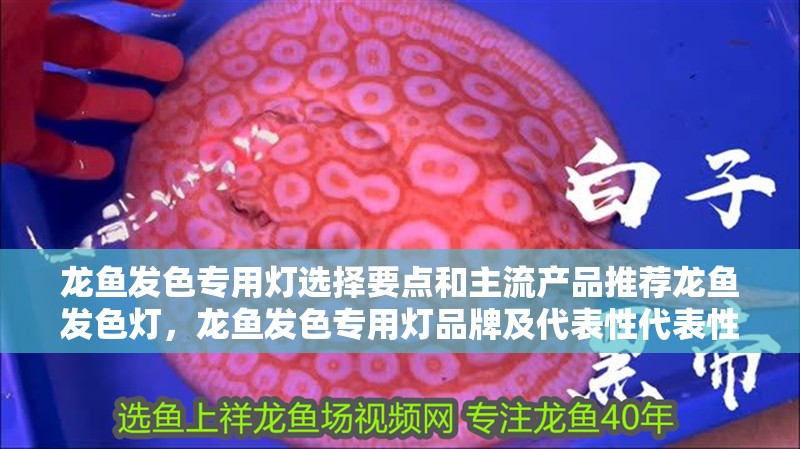 龍魚發色專用燈選擇要點和主流產品推薦龍魚發色燈，龍魚發色專用燈品牌及代表性代表性產品推薦