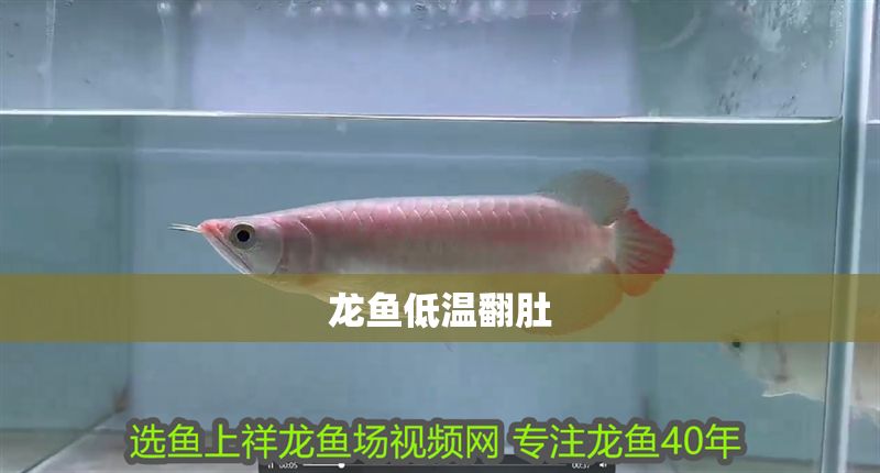 龍魚低溫翻肚