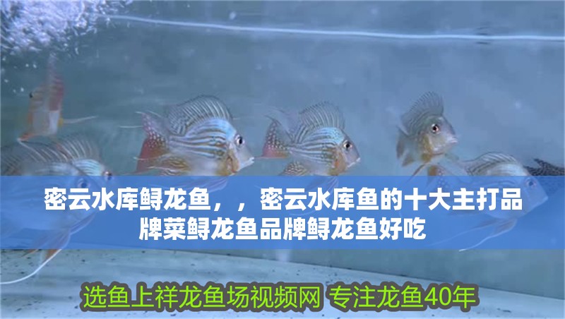 密云水庫鱘龍魚，，密云水庫魚的十大主打品牌菜鱘龍魚品牌鱘龍魚好吃