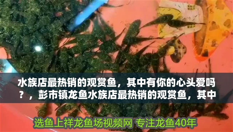 水族店最熱銷的觀賞魚，其中有你的心頭愛嗎？，彭市鎮龍魚水族店最熱銷的觀賞魚，其中有你心頭愛嗎