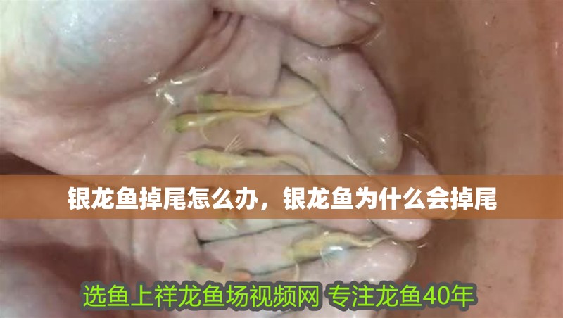 銀龍魚掉尾怎么辦，銀龍魚為什么會掉尾
