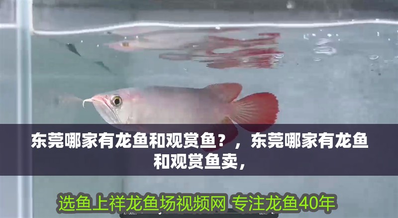 東莞哪家有龍魚和觀賞魚？，東莞哪家有龍魚和觀賞魚賣，