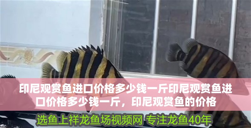 印尼觀賞魚進口價格多少錢一斤印尼觀賞魚進口價格多少錢一斤，印尼觀賞魚的價格