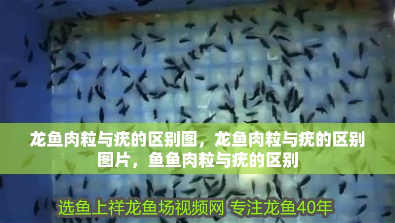 龍魚肉粒與疣的區(qū)別圖，龍魚肉粒與疣的區(qū)別圖片，魚魚肉粒與疣的區(qū)別