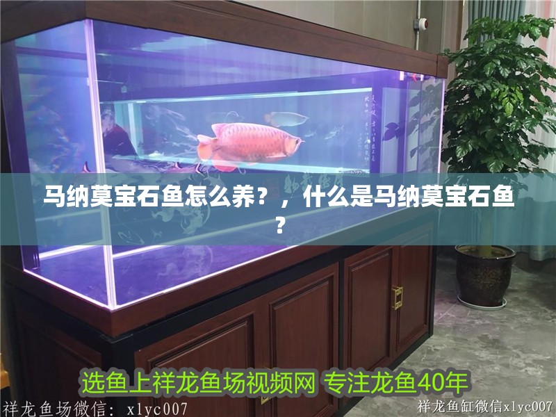 馬納莫寶石魚怎么養？，什么是馬納莫寶石魚？