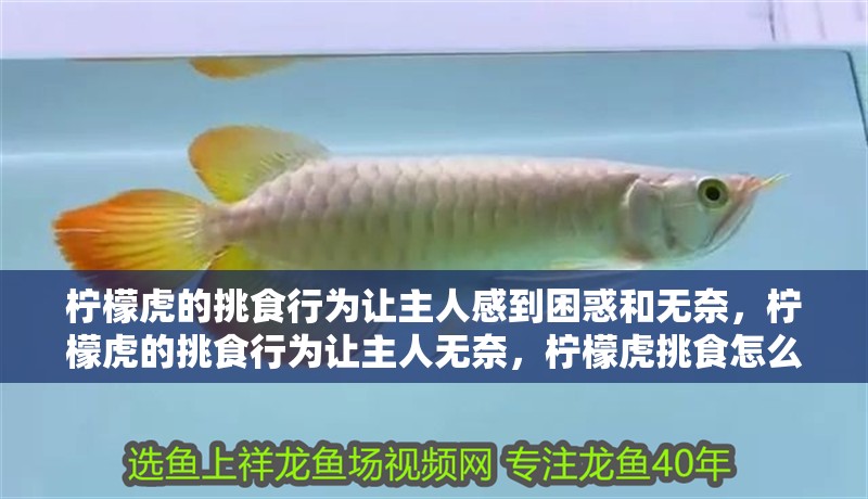 檸檬虎的挑食行為讓主人感到困惑和無奈，檸檬虎的挑食行為讓主人無奈，檸檬虎挑食怎么辦？