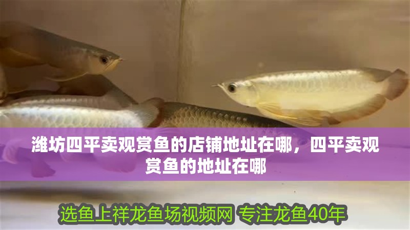 濰坊四平賣觀賞魚的店鋪地址在哪，四平賣觀賞魚的地址在哪