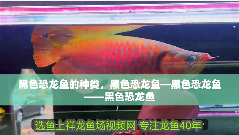 黑色恐龍魚的種類，黑色恐龍魚—黑色恐龍魚——黑色恐龍魚