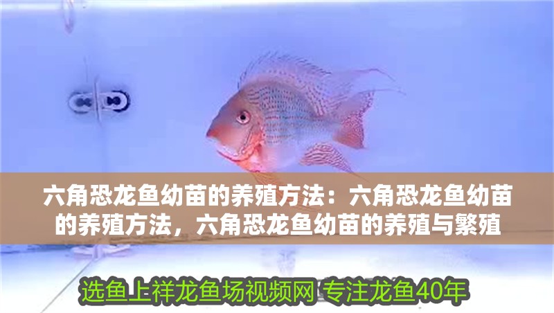 六角恐龍魚幼苗的養(yǎng)殖方法：六角恐龍魚幼苗的養(yǎng)殖方法，六角恐龍魚幼苗的養(yǎng)殖與繁殖