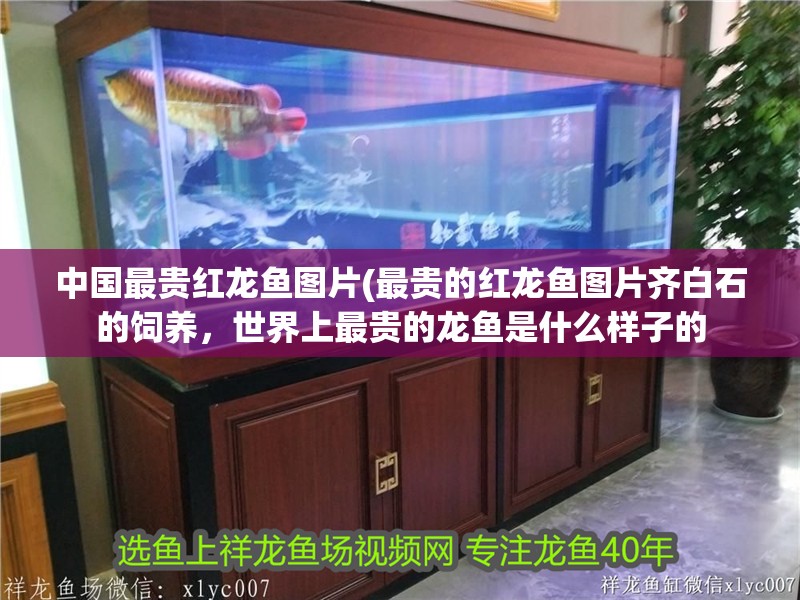 中國最貴紅龍魚圖片(最貴的紅龍魚圖片齊白石的飼養，世界上最貴的龍魚是什么樣子的