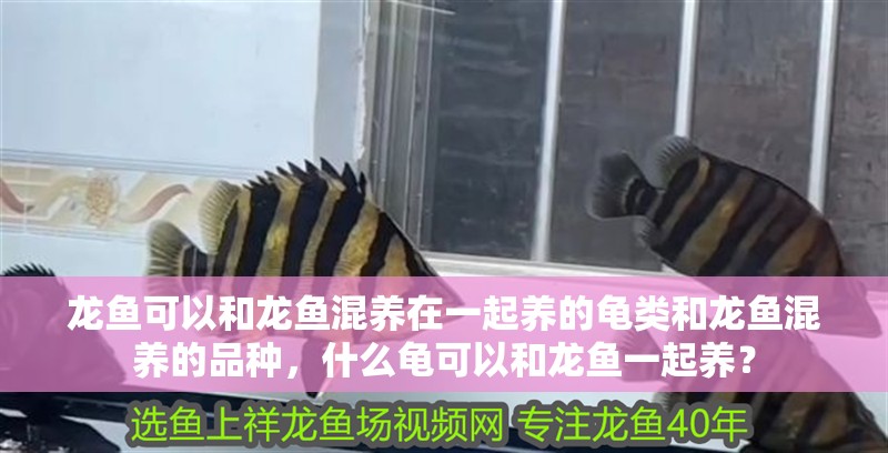 龍魚可以和龍魚混養(yǎng)在一起養(yǎng)的龜類和龍魚混養(yǎng)的品種，什么龜可以和龍魚一起養(yǎng)？