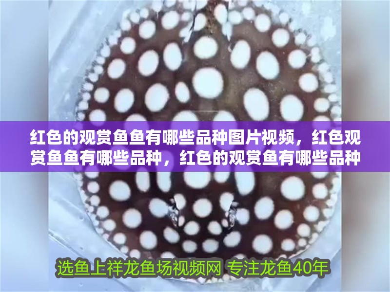 紅色的觀賞魚魚有哪些品種圖片視頻，紅色觀賞魚魚有哪些品種，紅色的觀賞魚有哪些品種圖片視頻