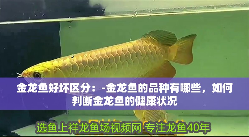 金龍魚好壞區分：-金龍魚的品種有哪些，如何判斷金龍魚的健康狀況