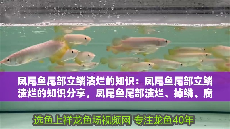 鳳尾魚(yú)尾部立鱗潰爛的知識(shí)：鳳尾魚(yú)尾部立鱗潰爛的知識(shí)分享，鳳尾魚(yú)尾部潰爛、掉鱗、腐爛的原因