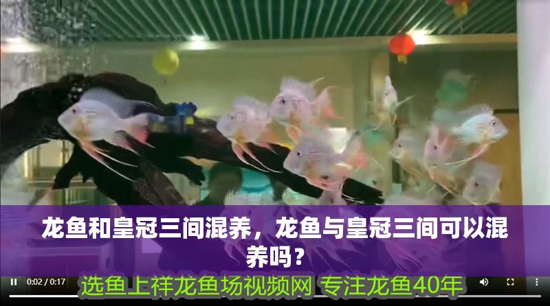 龍魚和皇冠三間混養(yǎng)，龍魚與皇冠三間可以混養(yǎng)嗎？