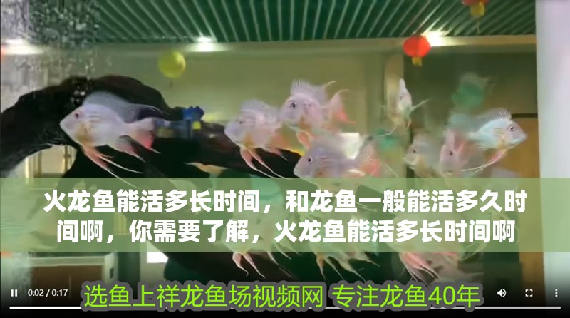 火龍魚能活多長時間，和龍魚一般能活多久時間啊，你需要了解，火龍魚能活多長時間啊
