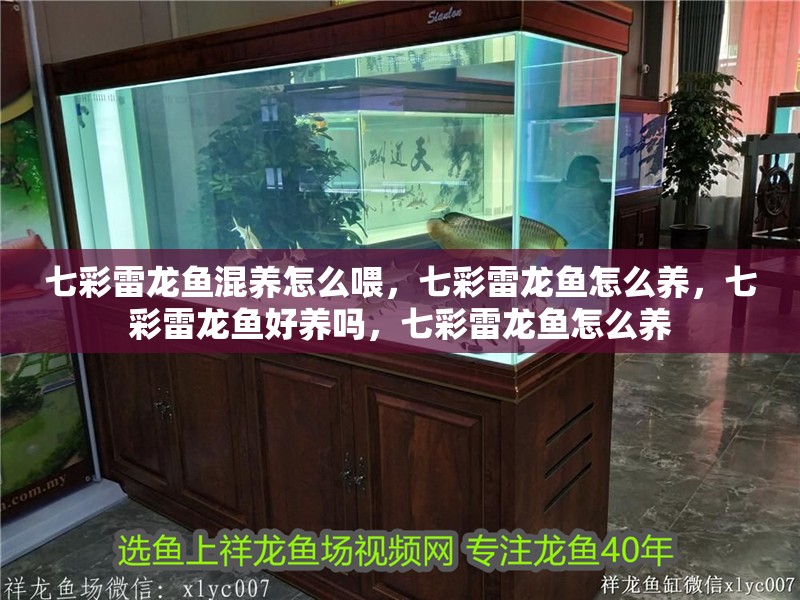 七彩雷龍魚混養怎么喂，七彩雷龍魚怎么養，七彩雷龍魚好養嗎，七彩雷龍魚怎么養