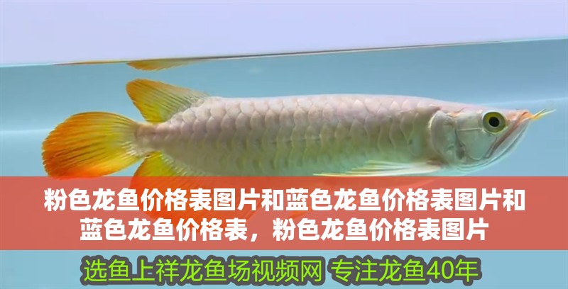 粉色龍魚價格表圖片和藍色龍魚價格表圖片和藍色龍魚價格表，粉色龍魚價格表圖片