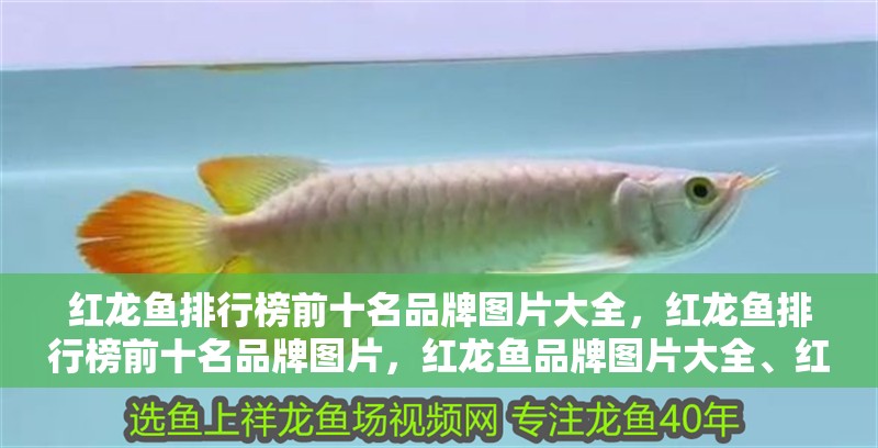 紅龍魚排行榜前十名品牌圖片大全，紅龍魚排行榜前十名品牌圖片，紅龍魚品牌圖片大全、紅龍魚排行榜前十名品牌圖片大全