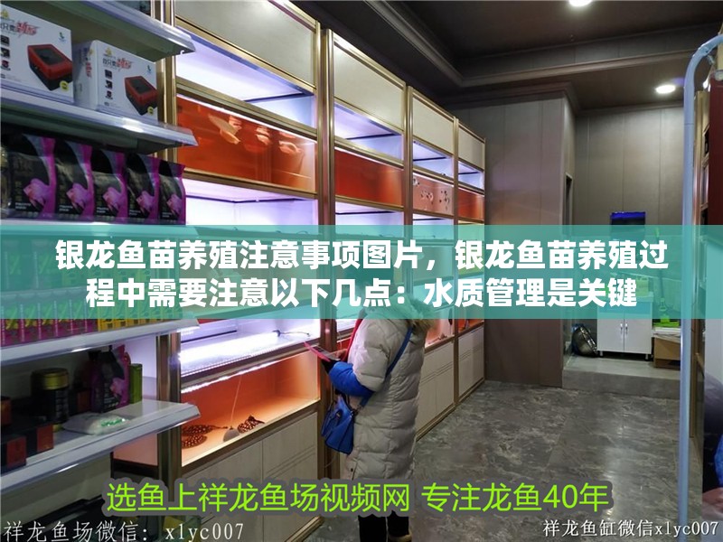 銀龍魚苗養殖注意事項圖片，銀龍魚苗養殖過程中需要注意以下幾點：水質管理是關鍵