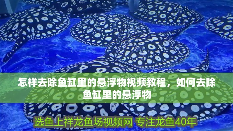 怎樣去除魚缸里的懸浮物視頻教程，如何去除魚缸里的懸浮物