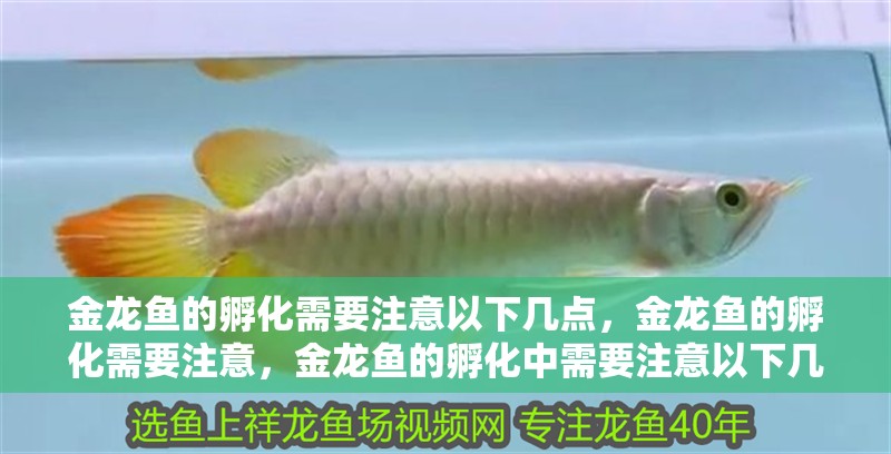 金龍魚的孵化需要注意以下幾點，金龍魚的孵化需要注意，金龍魚的孵化中需要注意以下幾點