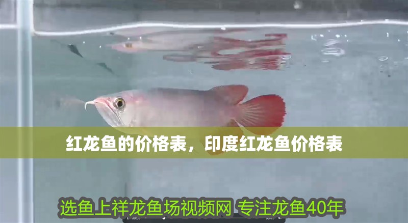 紅龍魚的價格表，印度紅龍魚價格表