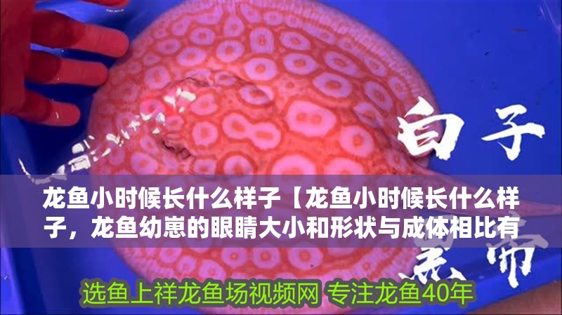 龍魚小時候長什么樣子【龍魚小時候長什么樣子，龍魚幼崽的眼睛大小和形狀與成體相比有何區(qū)別】