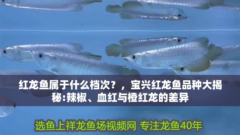 紅龍魚屬于什么檔次？，寶興紅龍魚品種大揭秘:辣椒、血紅與橙紅龍的差異