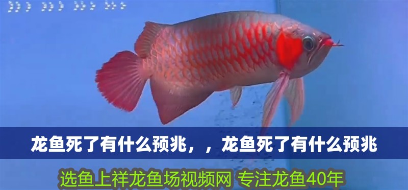 龍魚死了有什么預兆，，龍魚死了有什么預兆