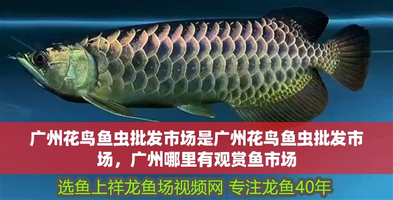 廣州花鳥魚蟲批發(fā)市場是廣州花鳥魚蟲批發(fā)市場，廣州哪里有觀賞魚市場