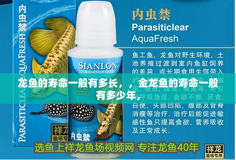 龍魚的壽命一般有多長，，金龍魚的壽命一般有多少年，