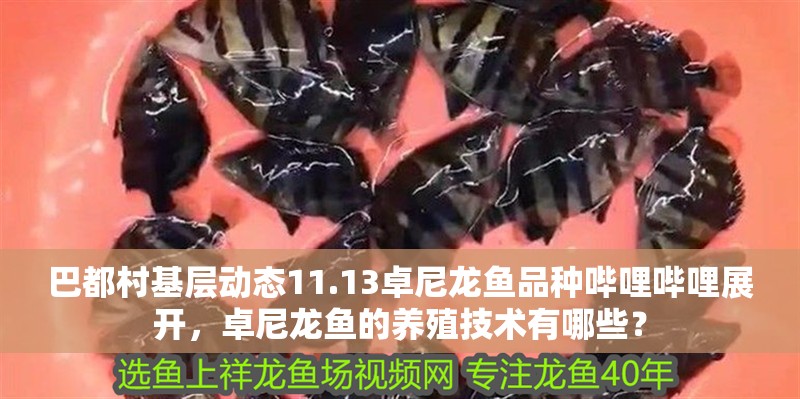 巴都村基層動態11.13卓尼龍魚品種嗶哩嗶哩展開，卓尼龍魚的養殖技術有哪些？