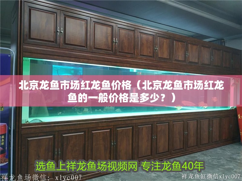 北京龍魚市場紅龍魚價(jià)格（北京龍魚市場紅龍魚的一般價(jià)格是多少？） 北京龍魚市場紅龍魚價(jià)格（北京龍魚市場紅龍魚的一般價(jià)格是多少？） 觀賞魚百科 第2張