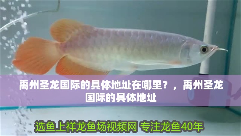 禹州圣龍國際的具體地址在哪里？，禹州圣龍國際的具體地址