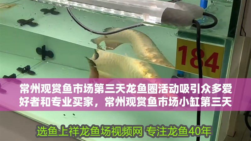 常州觀賞魚市場第三天龍魚圈活動吸引眾多愛好者和專業買家，常州觀賞魚市場小缸第三天