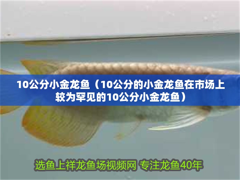 10公分小金龍魚（10公分的小金龍魚在市場上較為罕見的10公分小金龍魚）