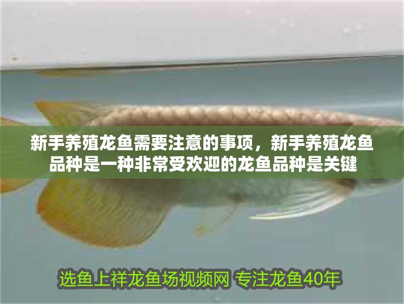 新手養殖龍魚需要注意的事項，新手養殖龍魚品種是一種非常受歡迎的龍魚品種是關鍵