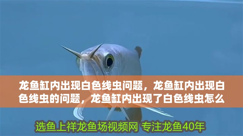 龍魚缸內(nèi)出現(xiàn)白色線蟲問題，龍魚缸內(nèi)出現(xiàn)白色線蟲的問題，龍魚缸內(nèi)出現(xiàn)了白色線蟲怎么辦