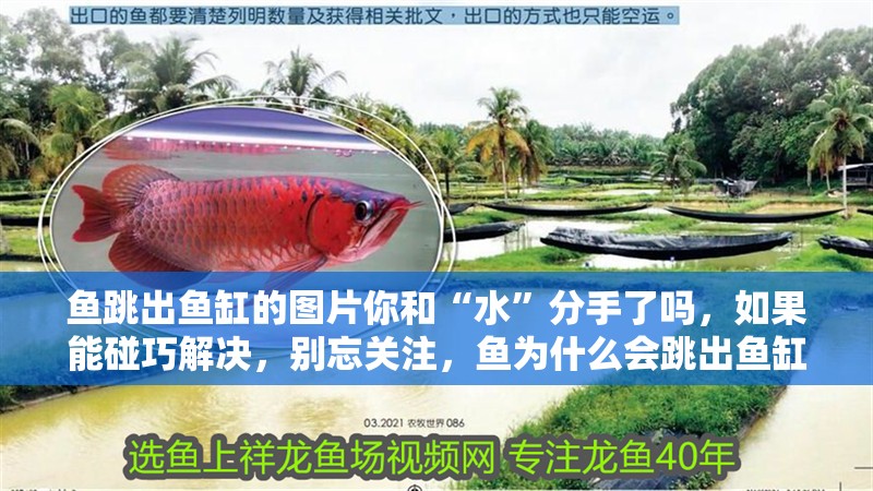 魚跳出魚缸的圖片你和“水”分手了嗎，如果能碰巧解決，別忘關注，魚為什么會跳出魚缸